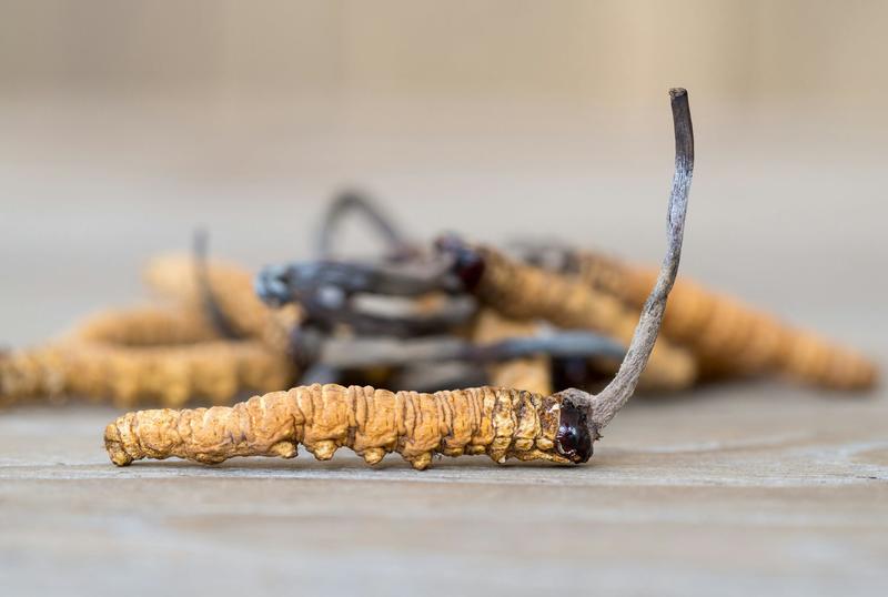 « The Last of Us » : le « Cordyceps », menace fictive, réel atout thérapeutique ?