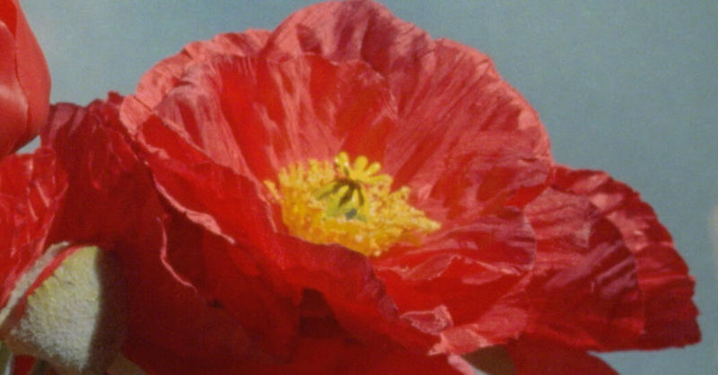 Finding Beauty in Fake Flowers