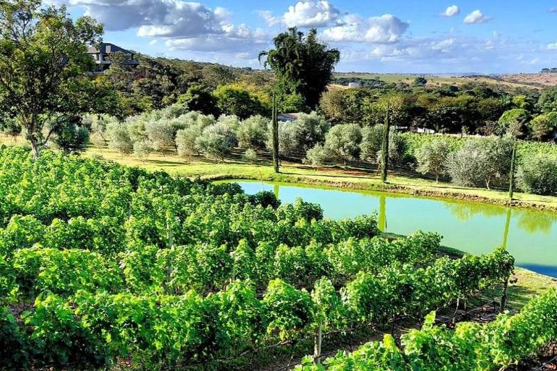 Feira de Brasília mostra o syrah brasileiro ganhador do 