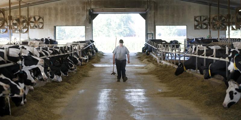 For June Dairy Month, Trump Should Celebrate the Canadian System, Not Denounce It