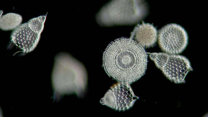 Plankton can investigate crime, affect the climate and influence science