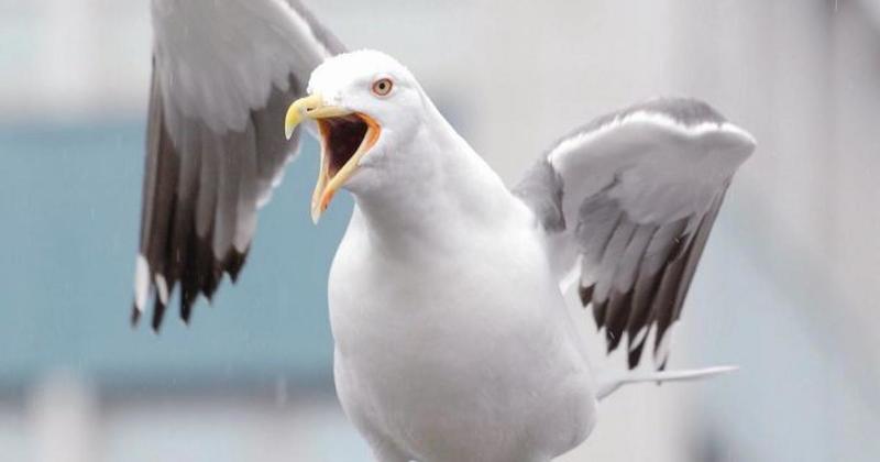 I have walked amongst Scotland's largest seagulls - and they are a menace AS anyone who has ever had the ill fortune to meander down Aberdeen’s Union Street around 3am on a Sunday morning, seagulls can be a bit of a problem.As they feast on discarded kebabs, burgers, baked potatoes or even the odd buttery, the thousands of birds are quite a sight as seem to move as one like a feathered carpet down the famed thoroughfare.They are big​ too. Very big, probably the biggest in Scotland, and with their size comes with equally large beaks, and that is where the problem lies.Have anything edible about your person at that time of the morning then you really are in trouble.For gulls, like some of us humans, seem to have forgotten all about their traditional diet of healthy fish discarded over the side of a trawler, and now prefer fast food – and more of it the better.And you can see their point in a way. Why would you want a measly fish straight out of the sea, when you can gorge on plump ones wrapped in batter and served with chips. However, it is not a laughing matter really, as there are increasing examples of people getting hurt by the hungry birds up and down the country.Now the problem (again) has been raised at Holyrood with former Scottish Tory leader Douglas Ross warning that Scots risk losing their lives over the “growing problem” of “dominating” gulls if action is not taken to stop them. That is quite the claim but at least had evidence to back it up. In the chamber, Mr Ross spoke of gull horror stories including one woman who fell outside her house as a result of a gull attack, broke her leg, went to hospital and then, upon her return, was attacked again. The debate was led by Mr Ross after he submitted a motion stating that the parliament should note concern around the reported changes to the approach taken for granting licences to control gulls in recent years by NatureScot.He argued that this has led to fewer licences being approved.A total of  2,041 licences were granted in 2023, however this figure fell to 505 in 2024.He told the chamber there is a “clear conflict” in the Scottish Government body Nature Scot between conserving and preserving bird numbers and controlling the applications to regulate bird numbers. Mr Ross also criticised NatureScot and the Scottish Government for being on the side of seagulls and not humans during a sometimes heated debate at Holyrood.The Former Scottish Conservative leader said: “Currently they are clearly conflicted between conserving and preserving bird numbers and also being the agency that looks at and deliberates on applications to control birds.“It is not possible any more for Nature Scot to do those dual roles”.Mr Ross pointed that Nature Scot keep a record of bird deaths or injury but not take any record of people injured. He said communities and businesses in his own constituency of Moray, Nairn and Inverness have had significant problems with gulls in recent years, but that many communities across Scotland also experience similar problems.He also said the gulls are causing “mental health issues” as their constant screeching torments the general public. “They are a menace,” he emphasised to parliament. Mr Ross said he is not ignoring that people are encouraging gulls by feeding them and he accepted that was “part of the problem”. Gulls “dominating areas” are also seeing a reduction of other smaller birds, he argued.Mr Ross called on more “robust action” from the Scottish Government and NatureScot to protect humans and businesses from “the menace of dangerous gulls”.It is hard to argue with Mr Ross on this one as we can all probably recall being menaced by seagulls at one point or another in recent times.His point about smaller birds being driven from some areas is also true, as I can vouch from my own garden, which can  suddenly become full of gulls, particularly when people put bread out.Of course, this is always well intentioned as it put out for smaller birds who cannot get a  look in as everything is hoovered up by the aggressive gulls.I live a good 30-odd miles from the coast too, proving that the problem with gulls is not confined to seaside communities.Residents and businesses in the former fishing port of Nairn on the Moray Firth believe gulls have become a serious problem.A survey by Nairn Business Improvement District (Bid) last year received 85 reports of gull attacks.Manager Lucy Harding told the BBC: “That was quite worrying. It is an issue I regularly get reports on, of people being attacked for food particularly.”Gulls, like other birds, are protected by law and Scotland’s nature body, NatureScot, has strict rules around how they are controlled.A licence is needed for the removal of nests and eggs from the roofs of buildings in areas where gulls are deemed to be a nuisance.But Ms Harding said it was now harder to obtain the necessary paperwork.Nairn Bid has put in place other measures to discourage gulls from nesting in the town, including reflective devices designed to scare birds away from rooftops.Gulls are a coastal species, but they have been drawn into towns and cities due to the plentiful places to build nests, a lack of predators - and lots of opportunities to find food.In their natural habitats - the coast and farmland - the birds eat carrion, seeds, fruits, young birds, eggs, small mammals, insects and fish.NatureScot issued 2,633 nest removal licences across Scotland in 2023, and 1,601 in 2024. It said it understood gulls could sometimes cause problems in towns and cities, but at the same time populations of the birds were facing “serious declines”.NatureScot said it would continue to issue licenses where gulls were causing a health and safety issue.RSPB Scotland say that people and gulls could coexist if the right action was takenNumbers of herring gulls, a species people are most likely to encounter in urban areas, have fallen by 48% in Scotland since the 1980s, according to RSPB Scotland.Clearly the answer then is not just mass culling of gulls, but it is fair to say that more robust action needs to be taken before somebody does get seriously hurt. But the answer ultimately lies with all of us and the amount of food that we just casually throw away, which then attracts gulls.We all need to look at our own behaviour and stop blaming the gulls, however menacing they are,  for everything. Ultimately, we are the problem and therefore we are the solution too.