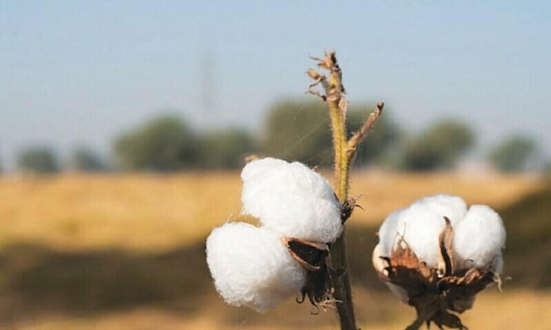 Hybrid cotton trials begin after ban lifted