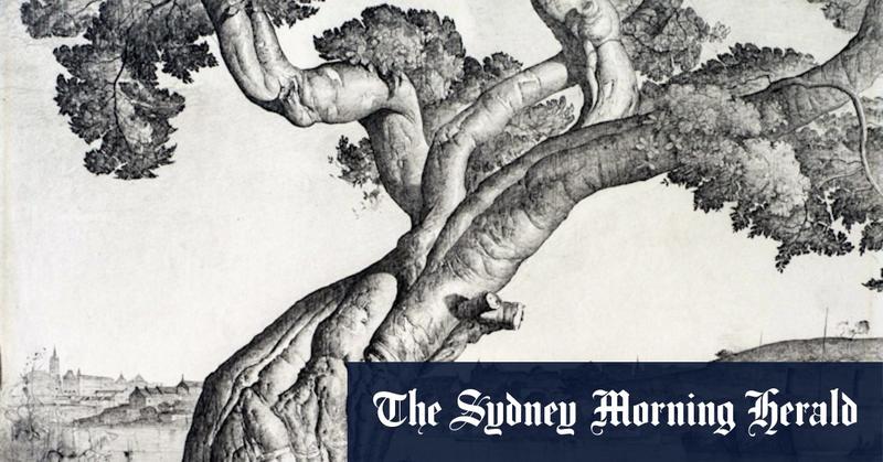 Lovely trees at risk to deadly borer the west could not stop