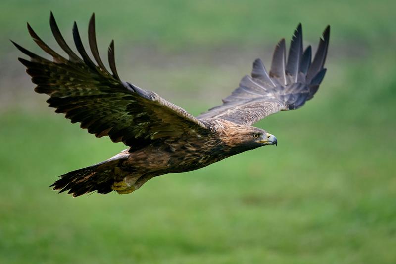 Golden eagles were reintroduced to Ireland, but without prey they’re now struggling to thrive
