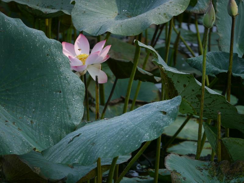 De l’effet Lotus à l’effet Salvinia : quand les plantes inspirent la science et bousculent notre regard sur les matériaux