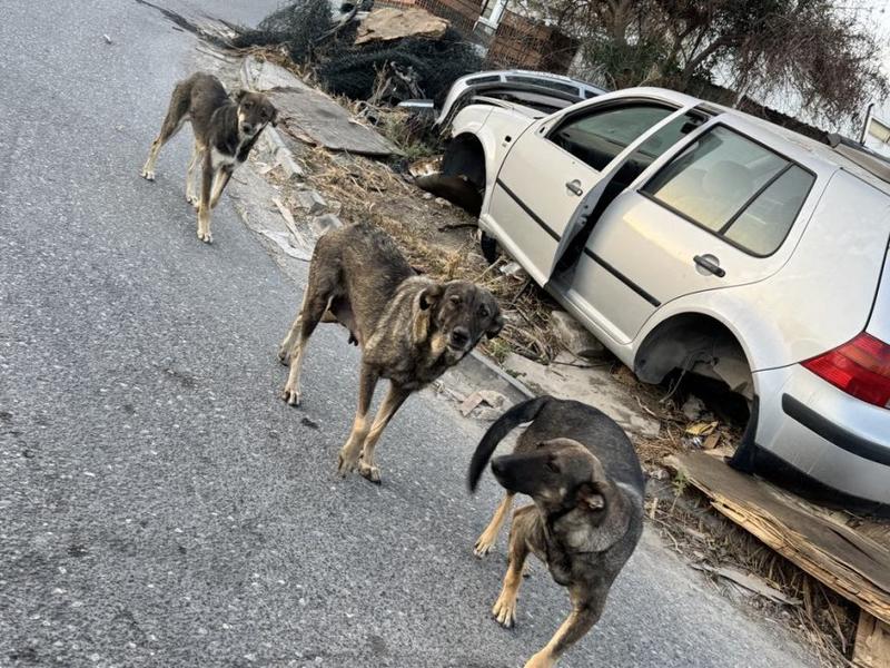 Koyun değiliz koç da değiliz ama zavallıyız!