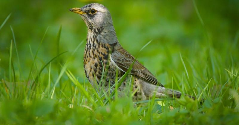 Norfolk is at the top of the tree in farmland bird count - for seventh year running