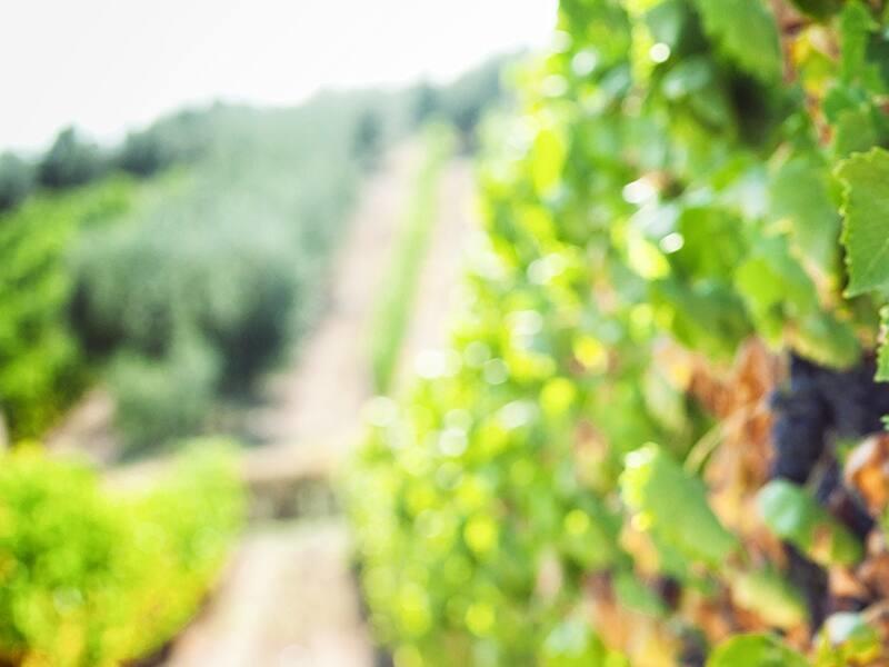 Cinq destinations viticoles à explorer cet été