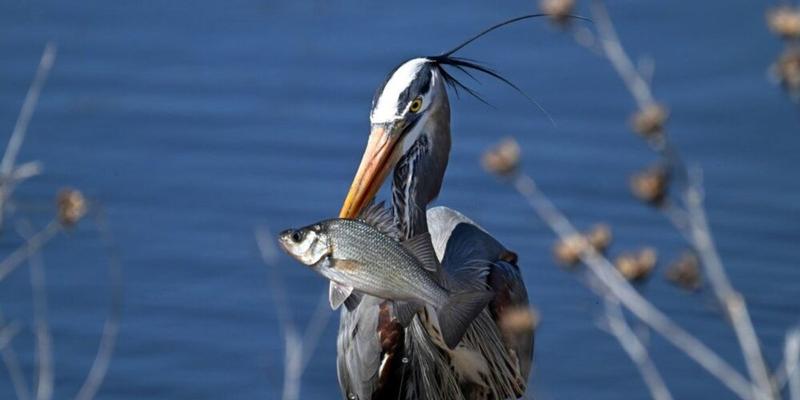 Trump Cuts Imperil Nation's Wildlife Refuges