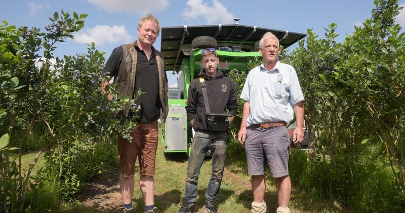 Blueberry growers put their faith in technology to replace costly harvest workforce