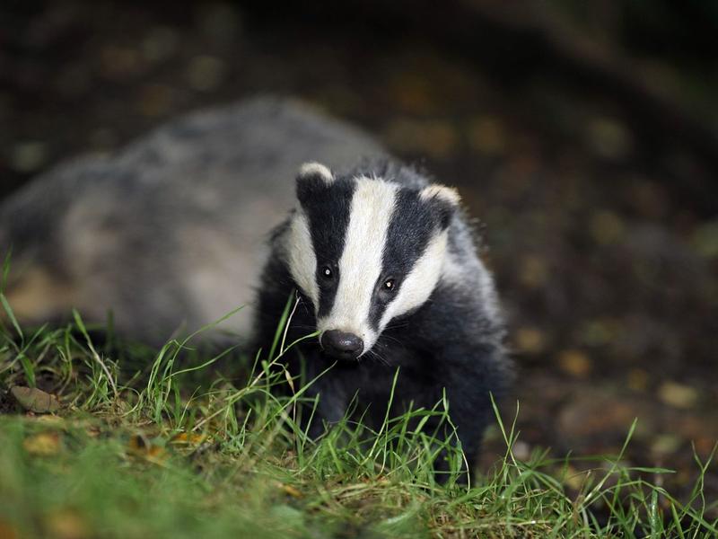 Peter Rhodes on bats, badgers - and the end of the road for juries?