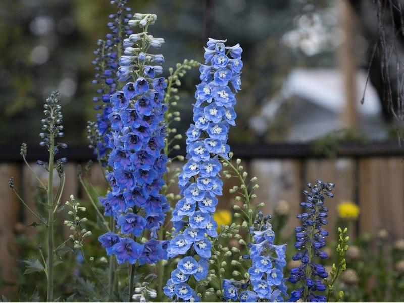 The Bookless Club: Do you grow plants from seed?