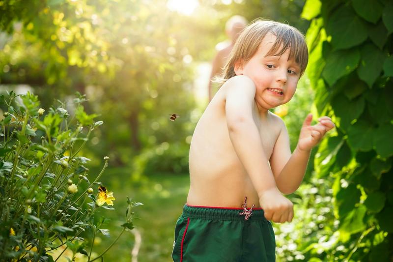 Horseflies and wasps and jellyfish – how to stay safe from stings and bites this summer