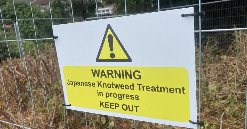 Work under way to rid meadow of notorious knotweed which can grow four inches a day