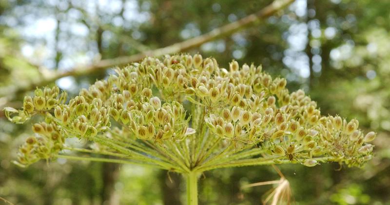 Elizabeth Licata: When plants attack, look for the man-made reasons