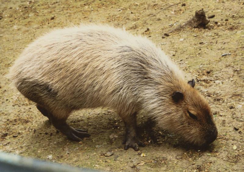 Qui est le capybara, cet étonnant rongeur qui a gagné le cœur des internautes ?