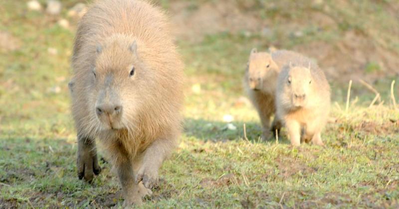 Mother-of-two 'overwhelmed' at response to UK's first capybara café