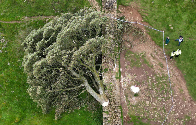 Crime /					 													 						The ‘morons’ who chopped down the Sycamore Gap tree don’t deserve prison