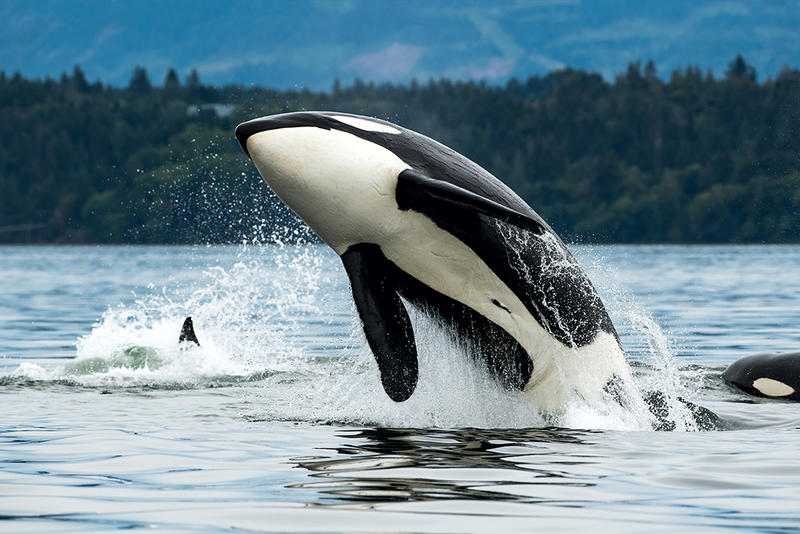 Ancient and modern /					 													 						Orcas, dolphins and the ancient question of animal sentience