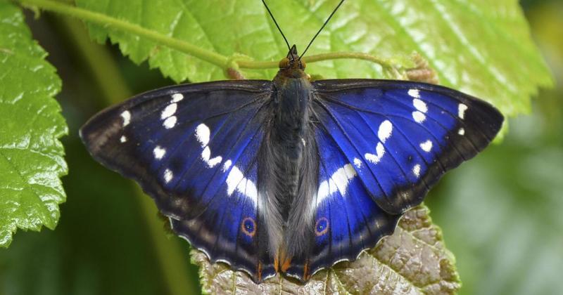 Majestic and rare butterfly spotted in north Norfolk for first time in three years