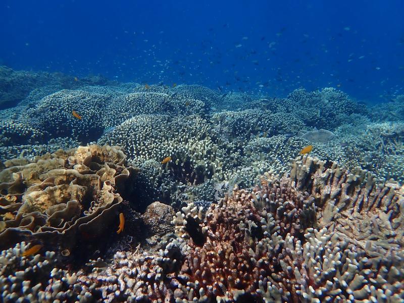 The beauty of coral reefs is key to their survival – so we came up with a way to measure it