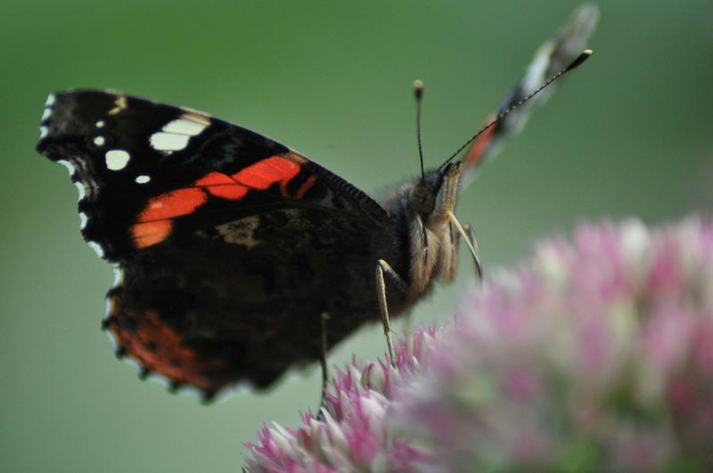 Why the UK’s butterflies are booming in 2025