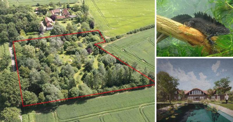 Great crested newts scupper man's plans to build home and pond