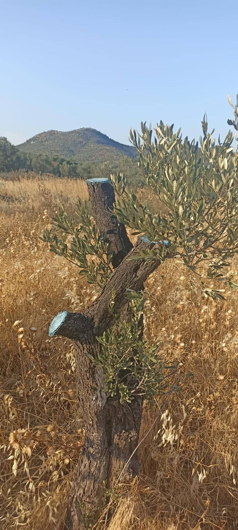 Zeytin ağacı taşımanın suç olduğu ülke: Portekiz