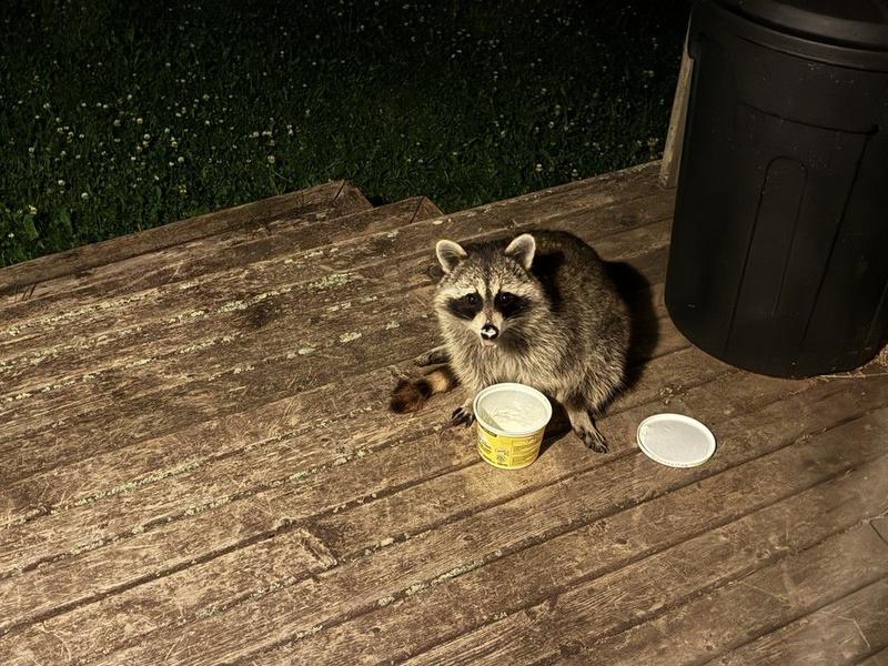 CHEERS AND JEERS: Jeers to people who feed wild animals