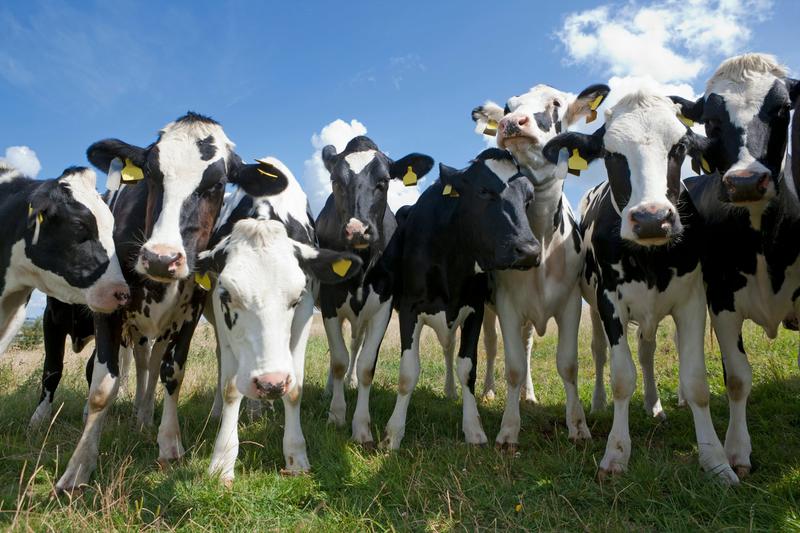 Bluetongue outbreak endangers UK livestock – what you need to know about the virus