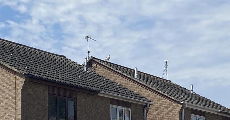 Royal Mail deliveries return to coastal village road after gull chaos
