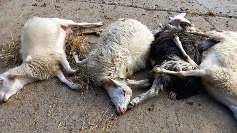 Scoppia l’epidemia negli ovini. La Blue tongue colpisce i greggi: 