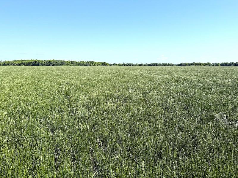 SIEMENS SAYS: Markets and crops: A look at this year's farming and market trends