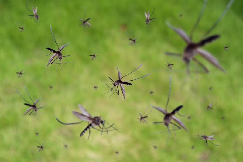 Mosquito-Borne Infections Are On The Rise. Here’s How To Bite Back