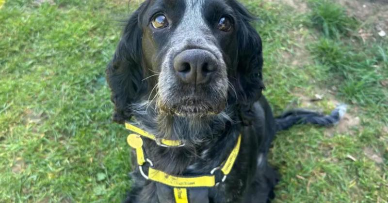 'Sweet and gentle' cocker spaniel in need of forever home