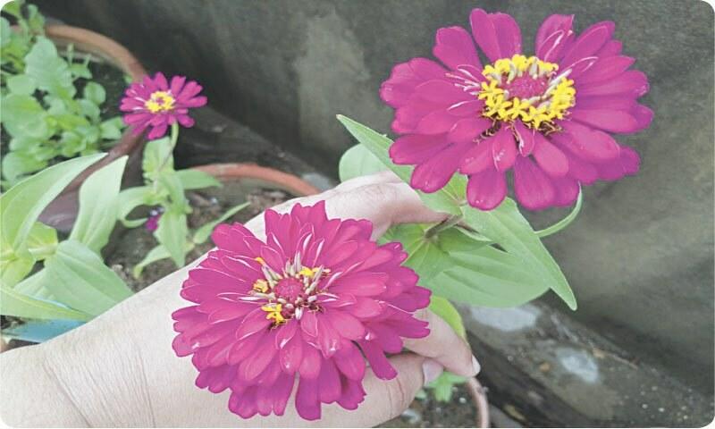 GARDENING: THE ZINNIA CHRONICLES