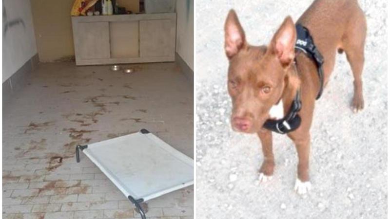 Pitbull morto nel garage, proprietario sconvolto: “Non c’è stata incuria, forse è stato avvelenato”