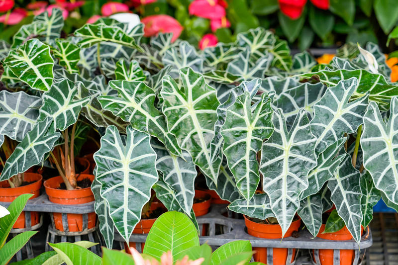 Como cuidar de Alocasia