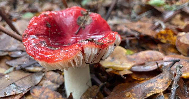 Nature's Medicine Is Right Outside Your Door