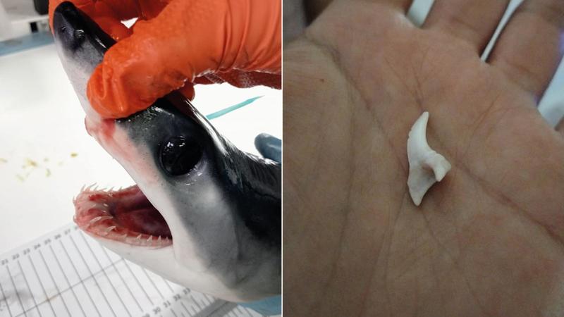 Lo squalo Mako, il tonno e i pescatori in Sicilia: il video che emoziona