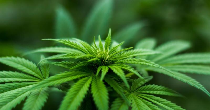 Understanding Cannabis Hyperemesis Syndrome