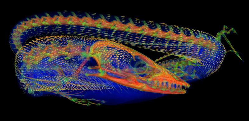 New study peers beneath the skin of iconic lizards to find ‘chainmail’ bone plates – and lots of them