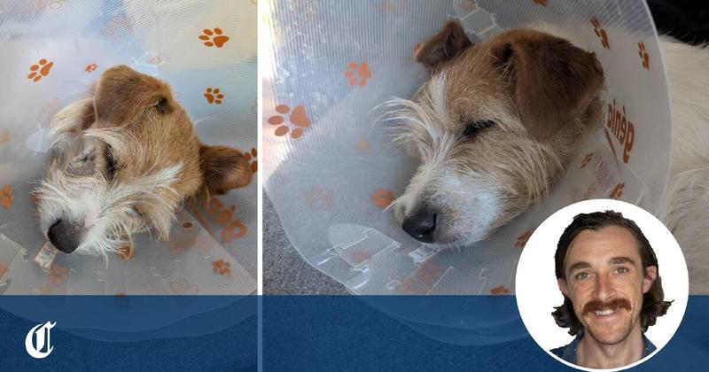 My dog was attacked and I confronted the owner. Here's what happened