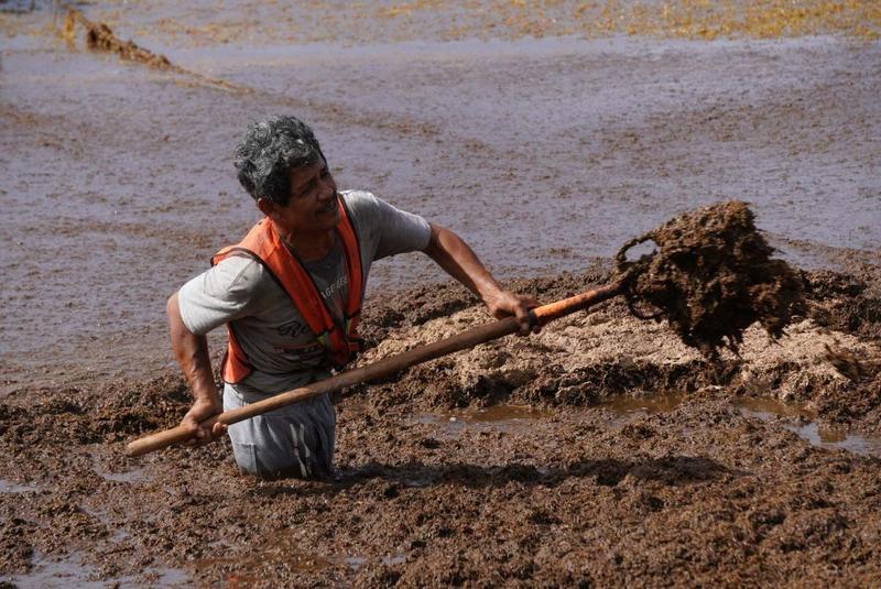 Sargazo: 10 años sin solución