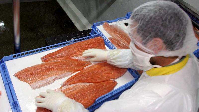 Salmoneras recibieron $28.598 millones en subsidios mientras infringieron derechos laborales