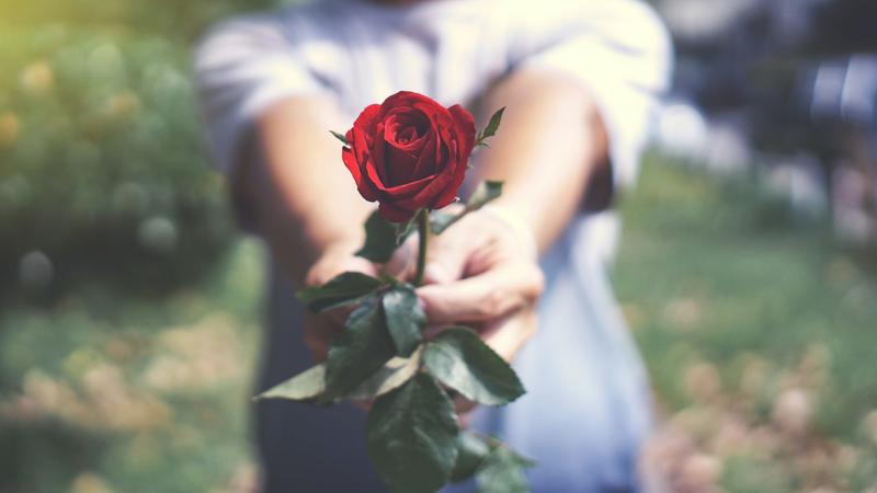 The hidden history behind every rose blooming this summer