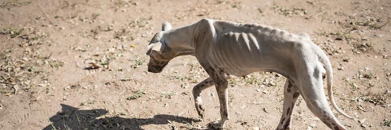 Después de la tormenta: violación y colonialismo en Desgracia de Coetzee