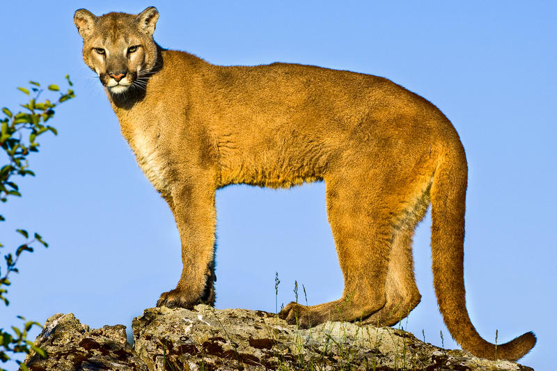 Young child attacked by mountain lion in popular area of national park