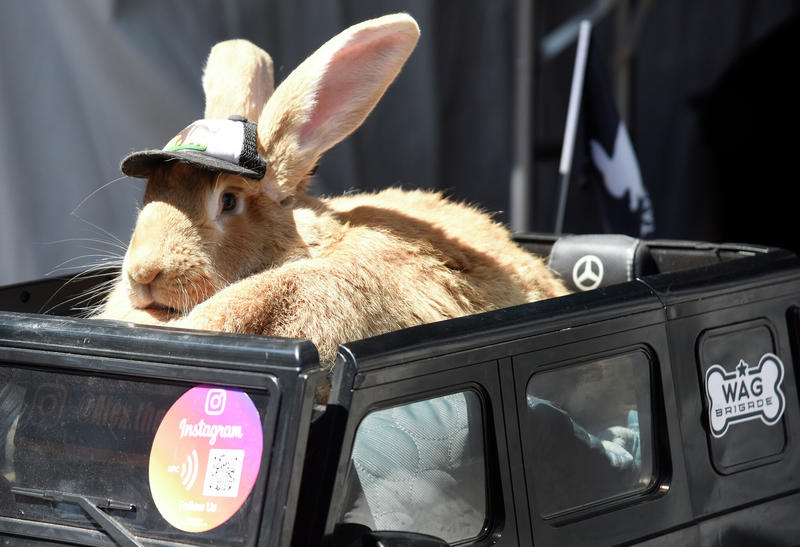 San Francisco loses beloved pet